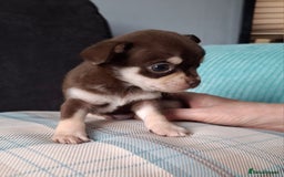 Chihuahua dogs for sale: Chihuahua puppies only 2 remain. - Image 1