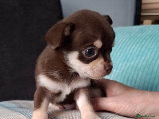 Chihuahua dogs - Advert 12