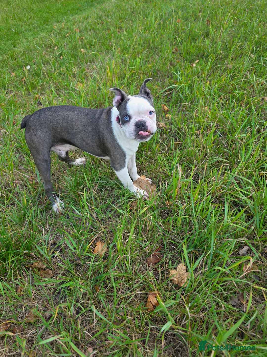 Boston Terrier dogs for stud: Kc registered blue white boy - Advert 2