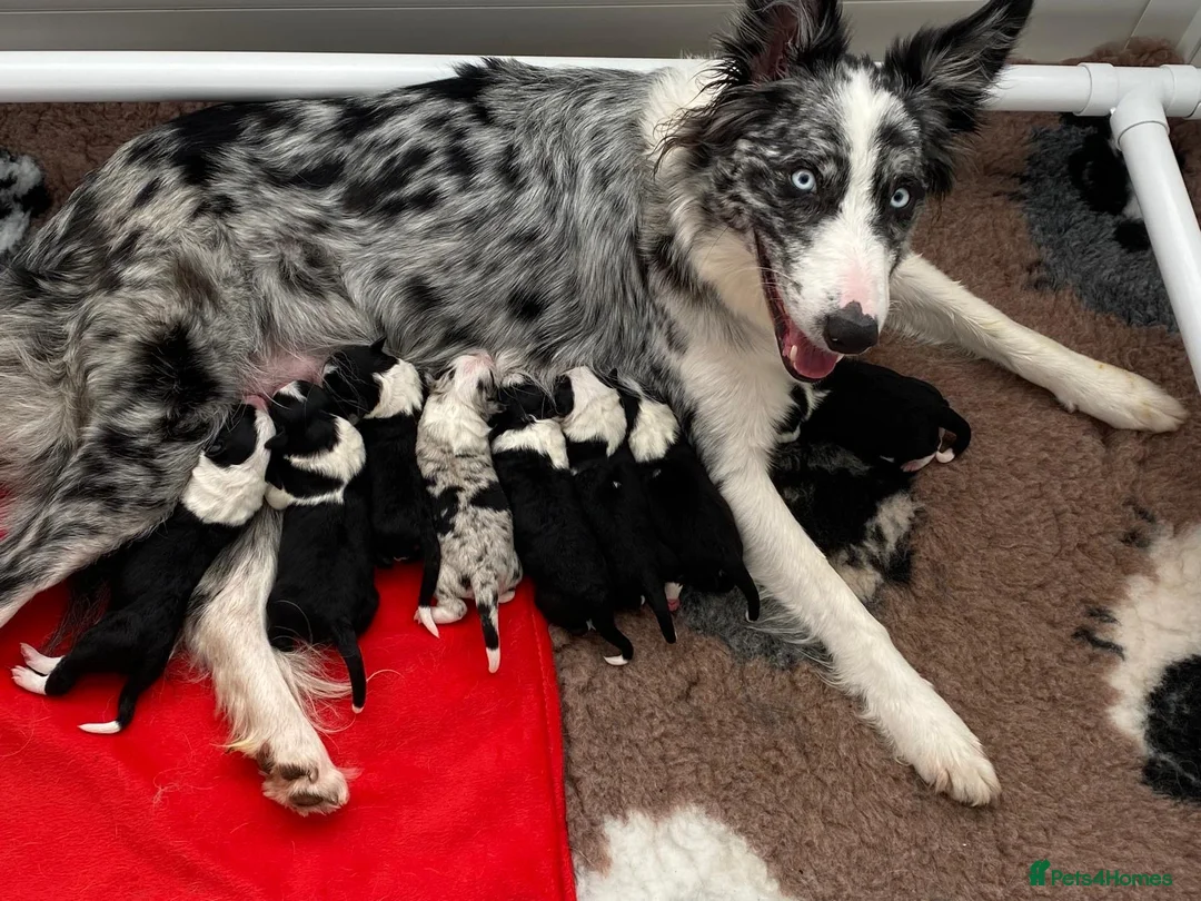 Border Collie dogs for sale: Miah’s adorable pups are looking for forever homes in Eastbourne - Advert 1