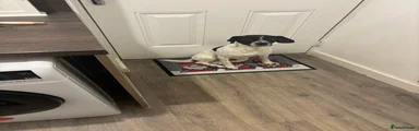 Mixed Breed 1