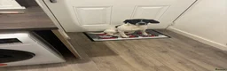 Mixed Breed dogs for sale: Jimmy - Advert 2
