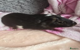 Guinea Pig rodents for sale: Friendly female guinea pigs. Lovely colours - Image 4