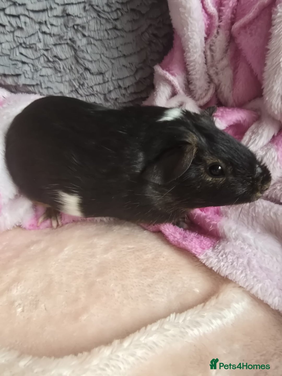 Guinea Pig rodents for sale: Friendly female guinea pigs. Lovely colours - Image 4