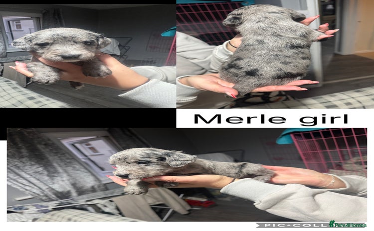 Mixed Breed dogs - Advert 1