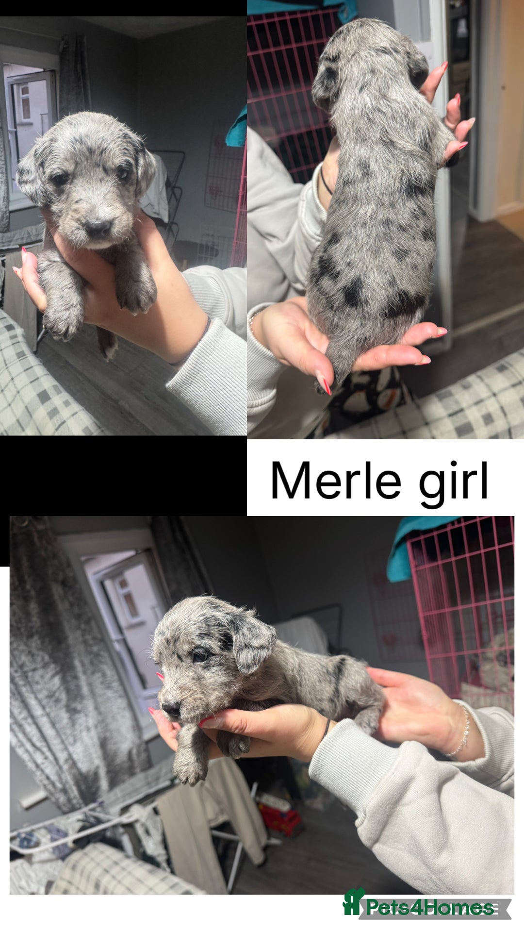 Mixed Breed dogs for sale: Dalmapoo - Image 1