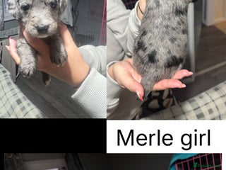 Mixed Breed dogs - Advert 9