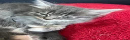 Mixed Breed cats for sale: Friendly, Playful Kittens - Advert 7