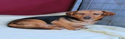 Mixed Breed dogs for adoption: 💔 Marie – She Never Had A Chance 💔 - Advert 2