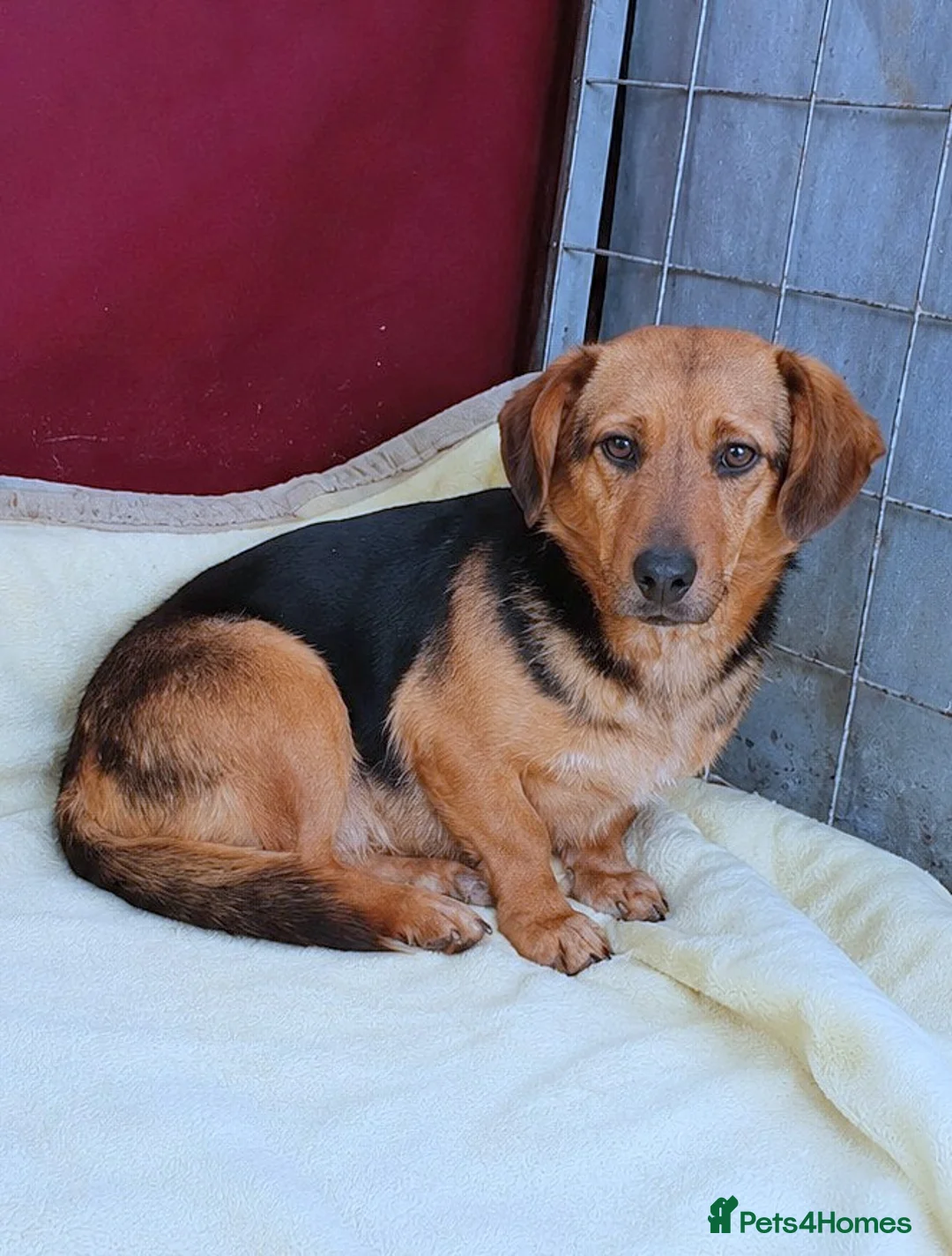 Mixed Breed dogs for adoption: 💔 Marie – She Never Had A Chance 💔 - Advert 2