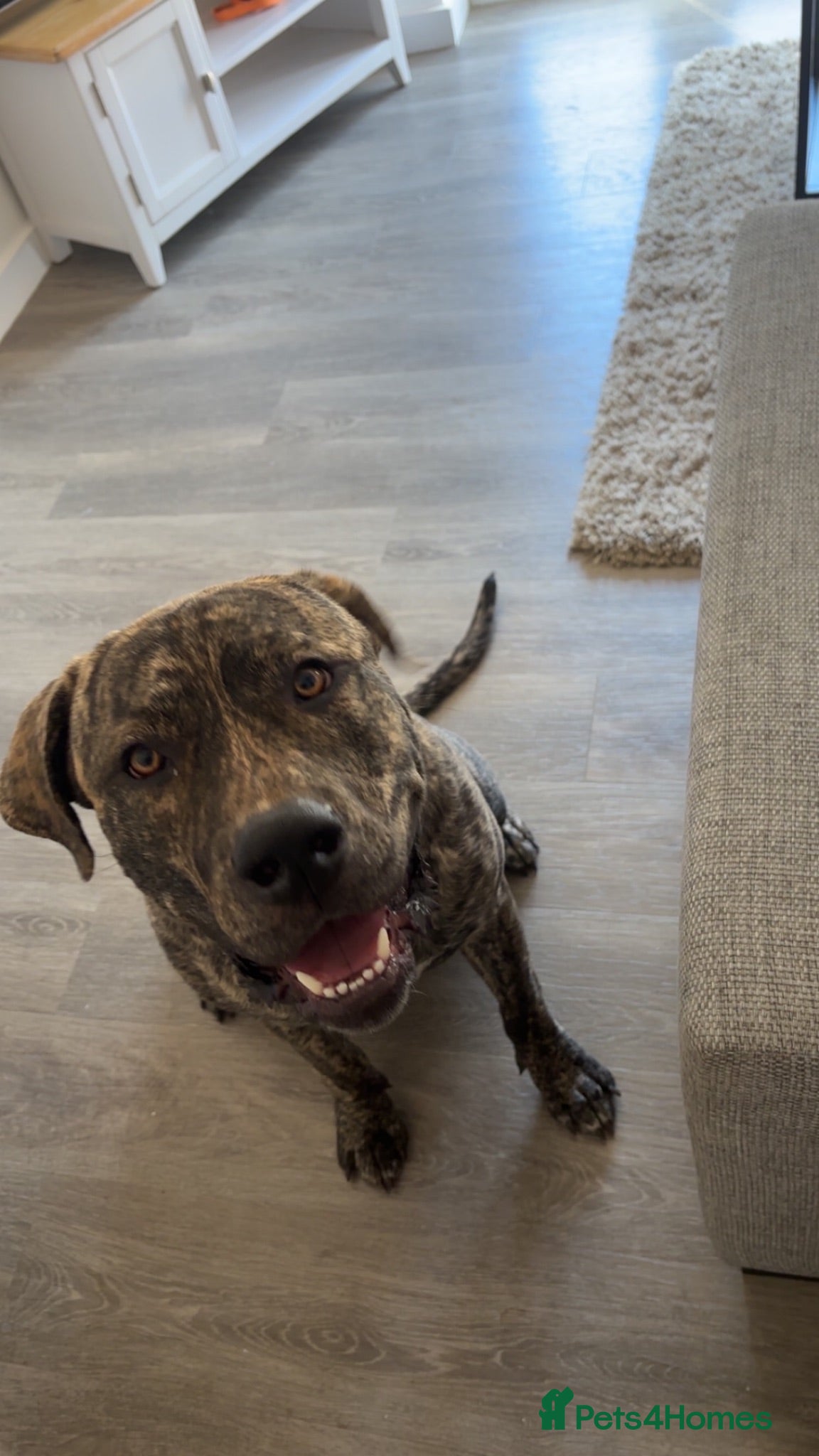 Cane Corso dogs Baxter - Advert 10