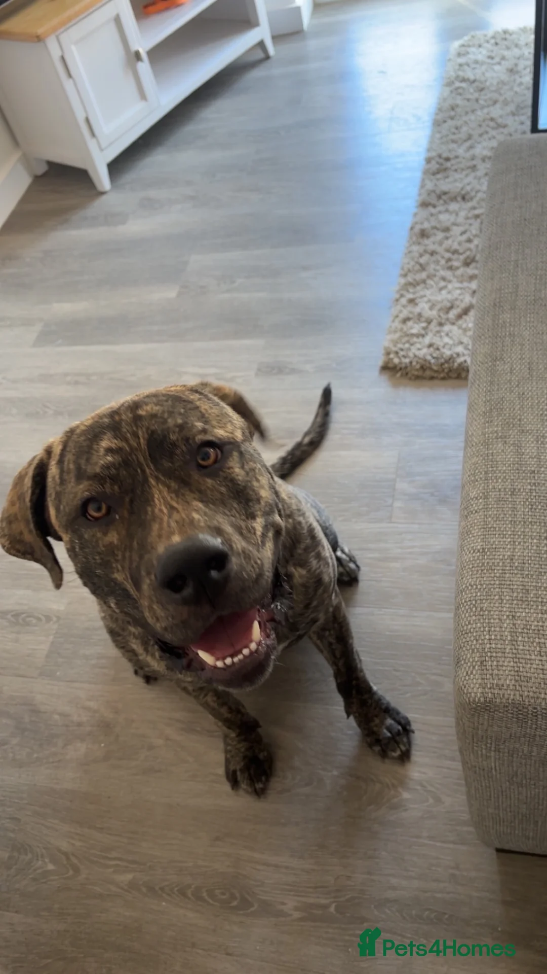 Cane Corso dogs for sale: Baxter in Haverhill - Advert 1