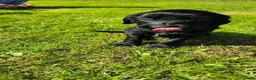 Mixed Breed dogs for sale: UNIQUE LITTER,GOLDEN RETRIEVER X ESS,GORGEOUS PUPS - Advert 7