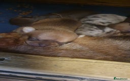 Chihuahua dogs for sale: Beautiful chihuahua puppies  - Image 4