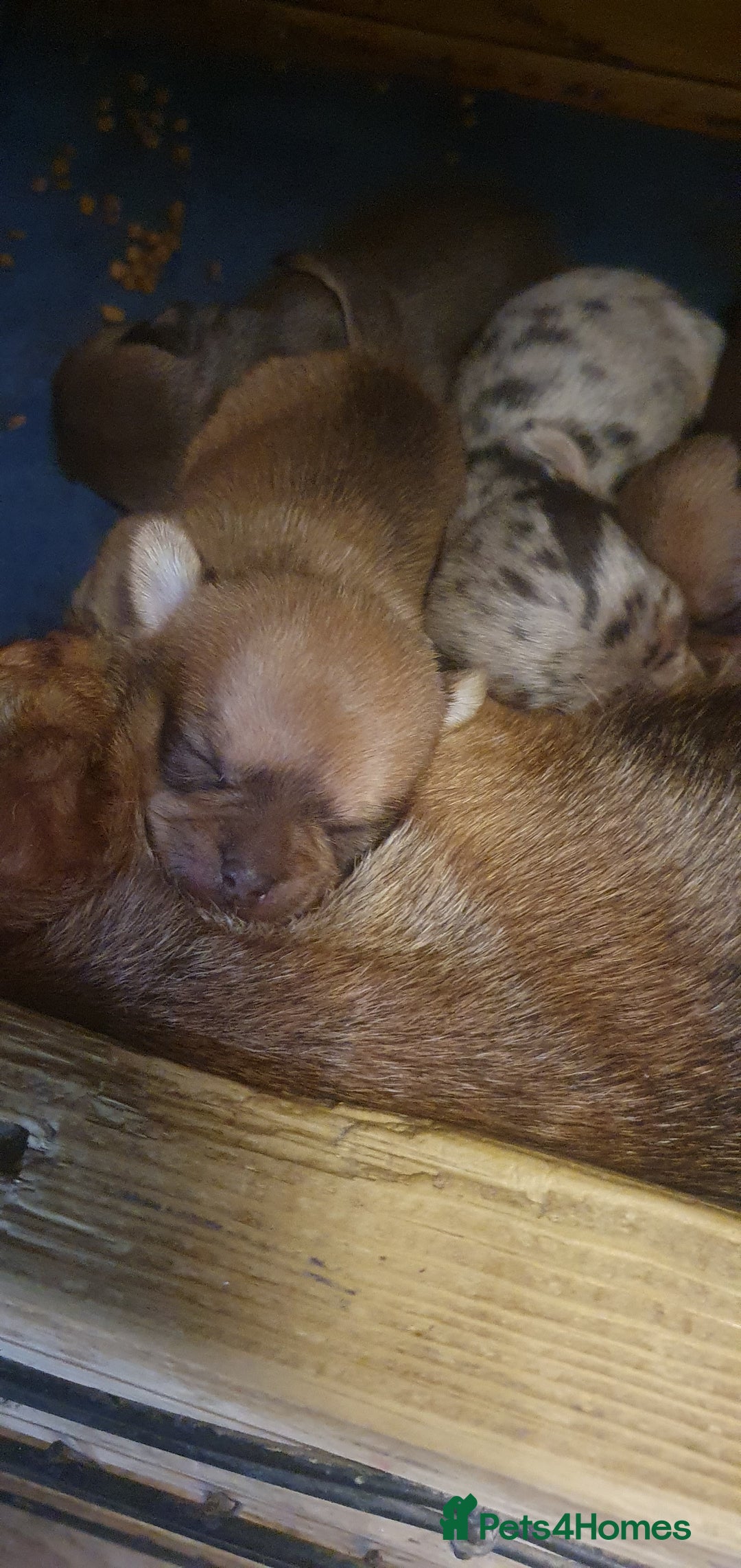 Chihuahua dogs for sale: Beautiful chihuahua puppies  - Image 4