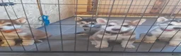Alaskan Malamute dogs for sale: Alaskan Malamute  - Advert 6