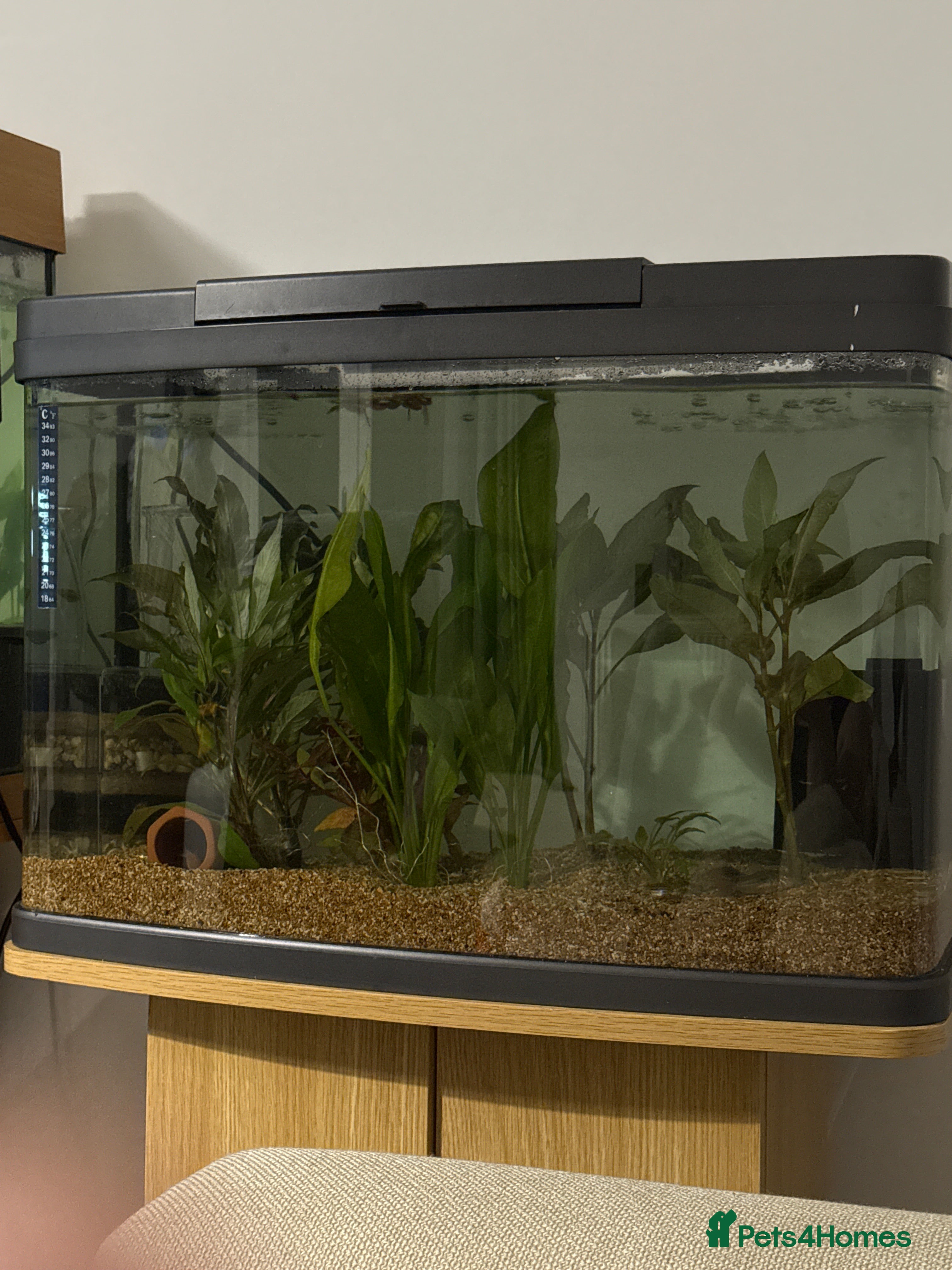 Danios fish Free fish - Advert 1