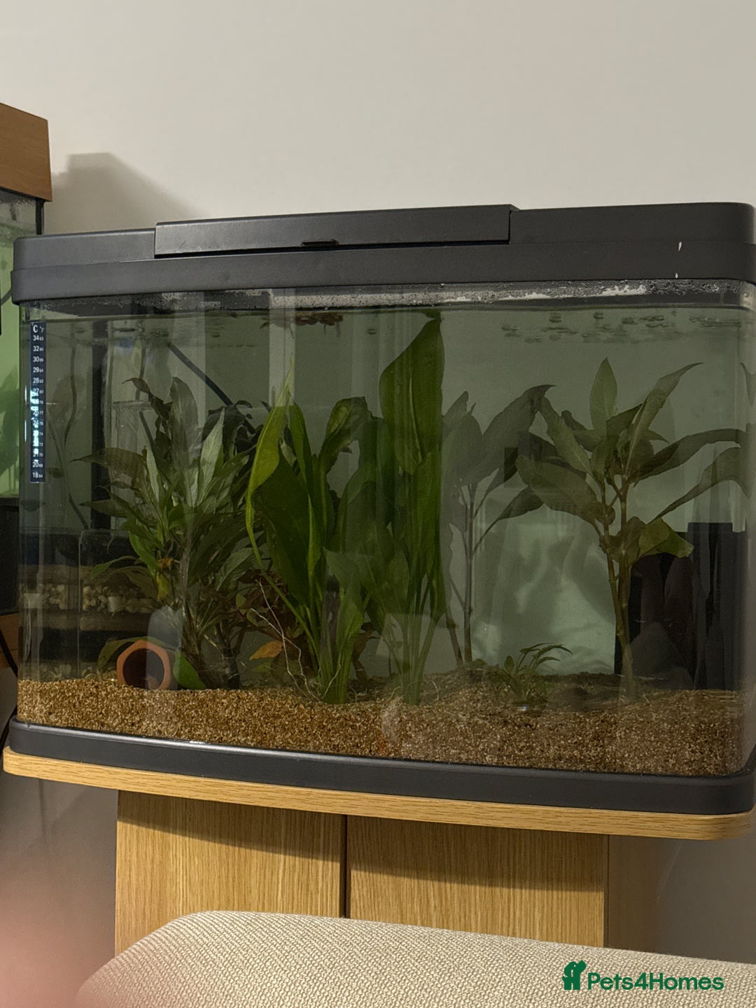 Danios fish for sale: Free fish - Advert 1