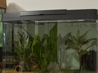 Danios fish Free fish - Advert 1