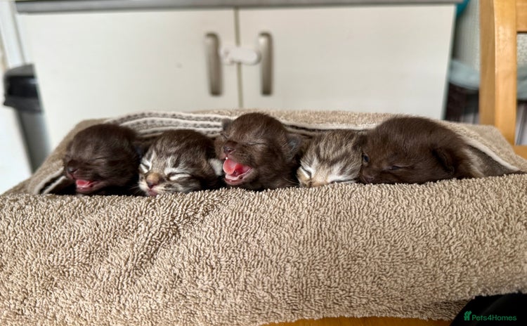 British Longhair cats - Advert 1