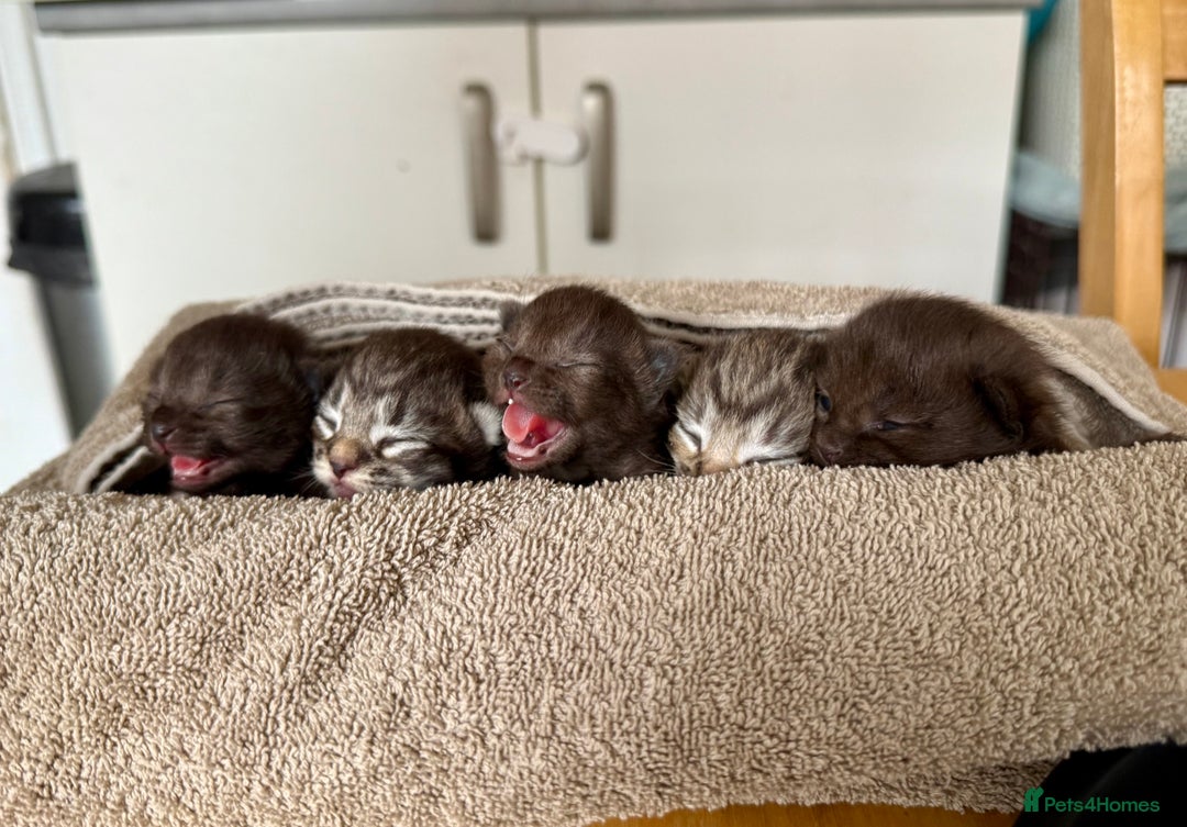 British Longhair cats for sale:  British longhair kittens 3 male 1 female  - Image 1