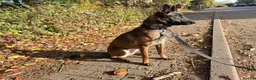 Belgian Shepherd Dog dogs for sale: Lexi  in Milton Keynes - Advert 12