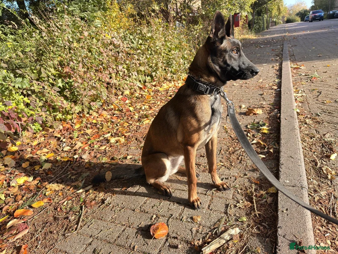 Belgian Shepherd Dog dogs for sale: Lexi  in Milton Keynes - Advert 12