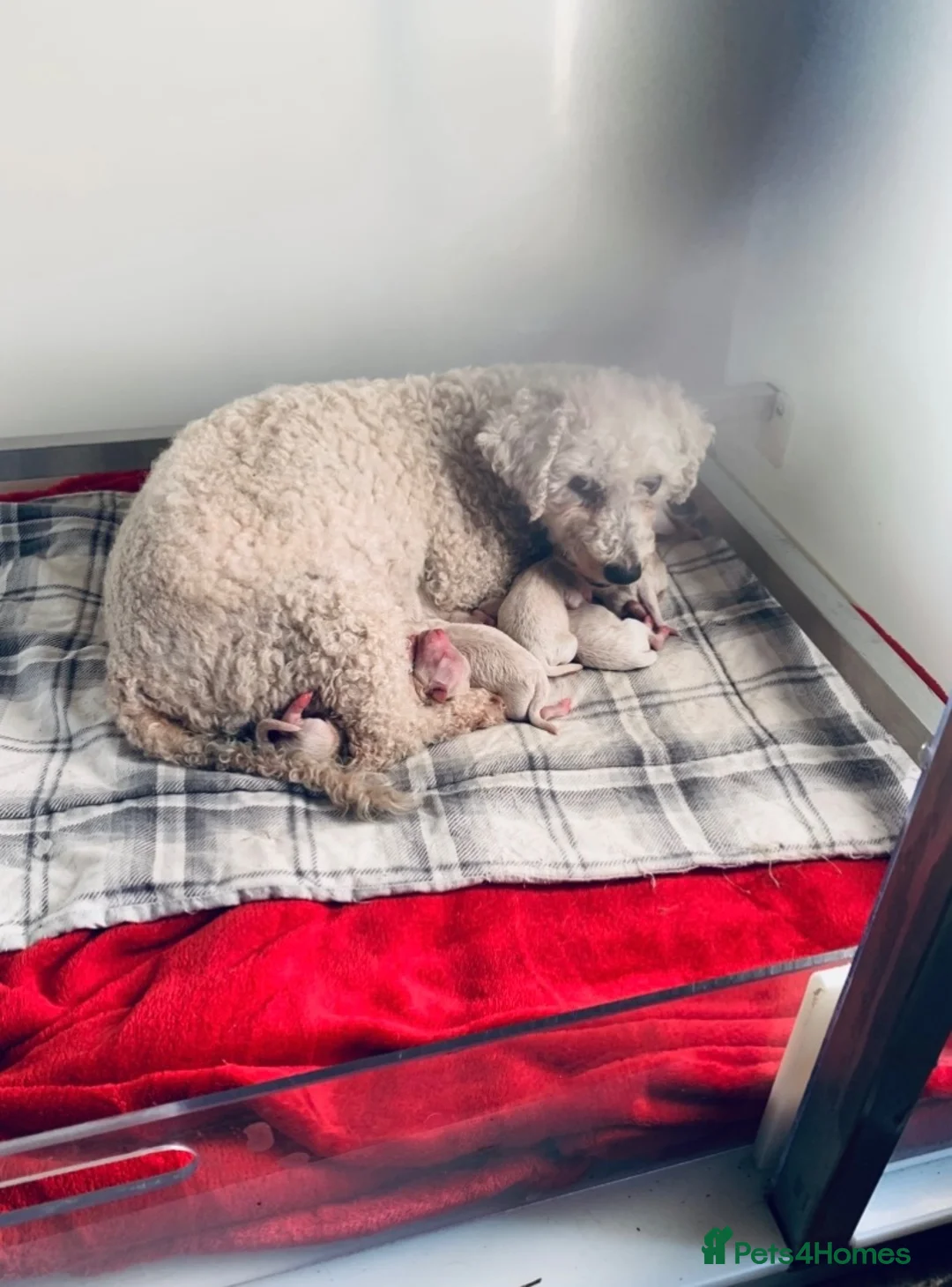 Poochon dogs for sale: Outstanding Poochon puppies  - Advert 23