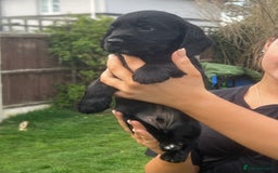 Cocker Spaniel dogs for sale: Beautiful show cocker GIRLs - Image 15