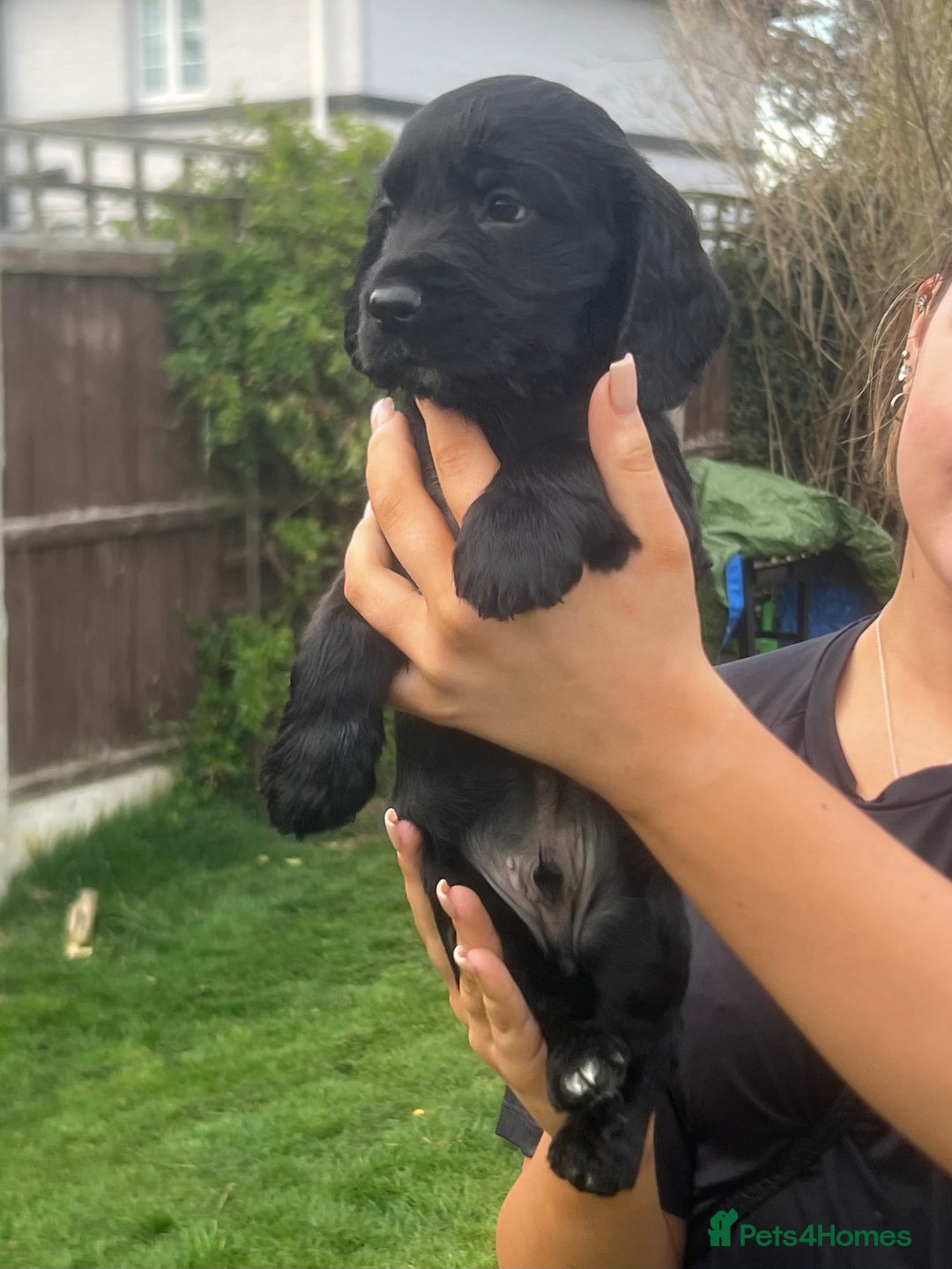 Cocker Spaniel dogs for sale: Beautiful show cocker GIRLs - Image 15