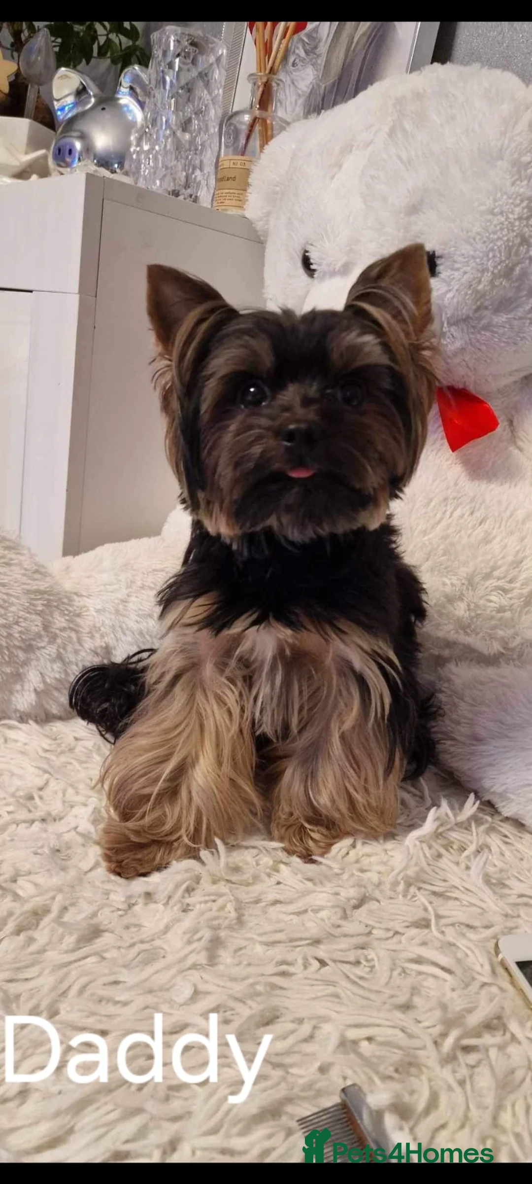 Yorkshire Terrier dogs for sale: Yorkshire terrier puppies  - Advert 2