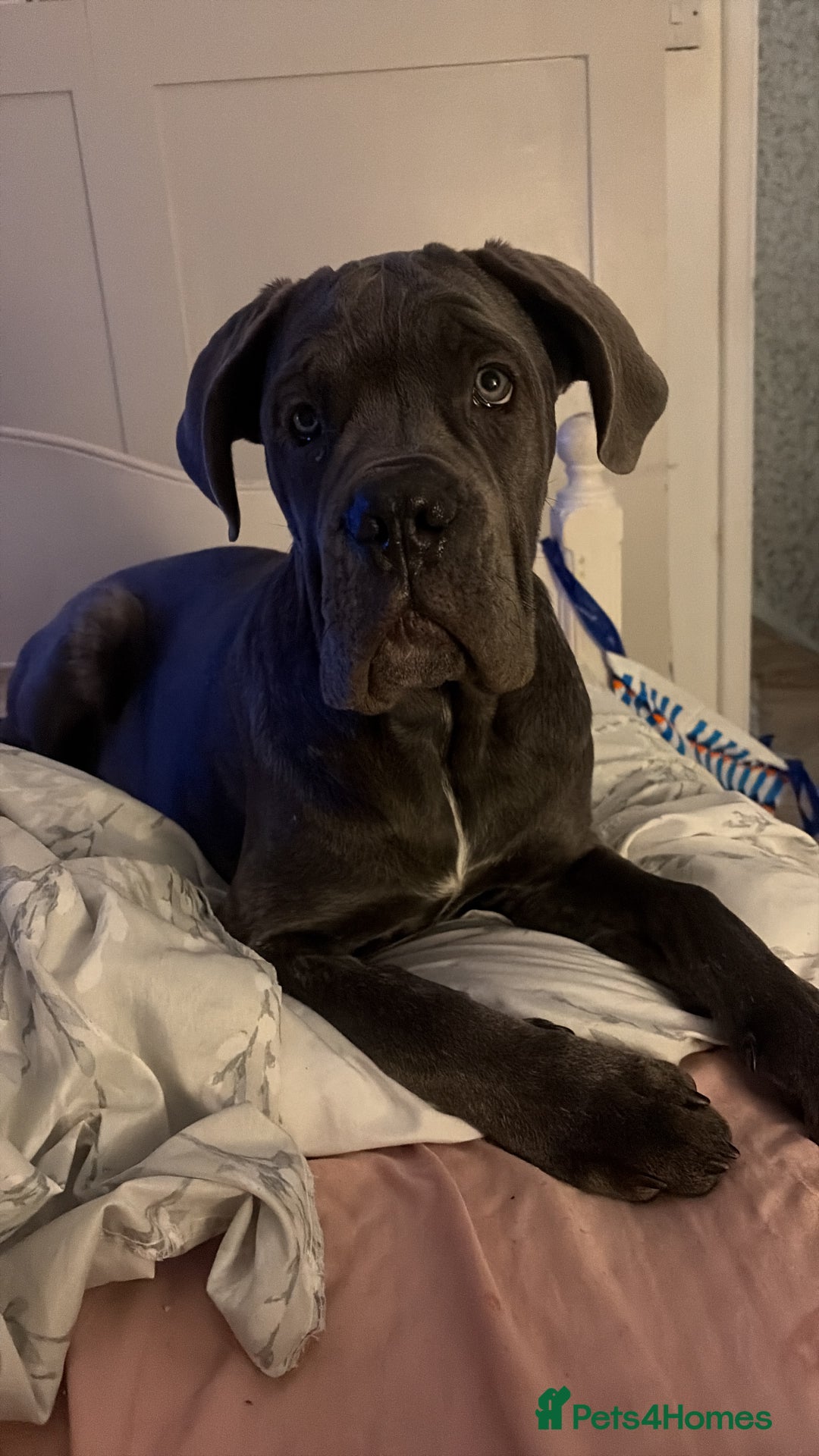 Cane Corso dogs for sale: Beautiful big girl - Advert 11