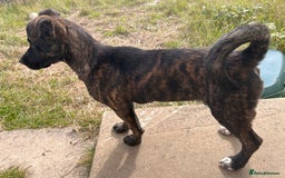 Mixed Breed dogs for sale: One puppy left, Cane Corso X Japanese Akita - Image 3