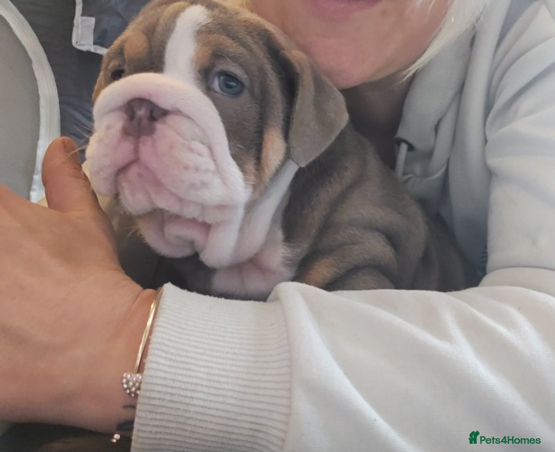 English Bulldog dogs for sale: Outstanding KC English Bulldogs, Top Quality Pups - Image 30