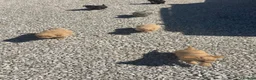Mixed Breed dogs for sale: Ready to leave!!! - Advert 7