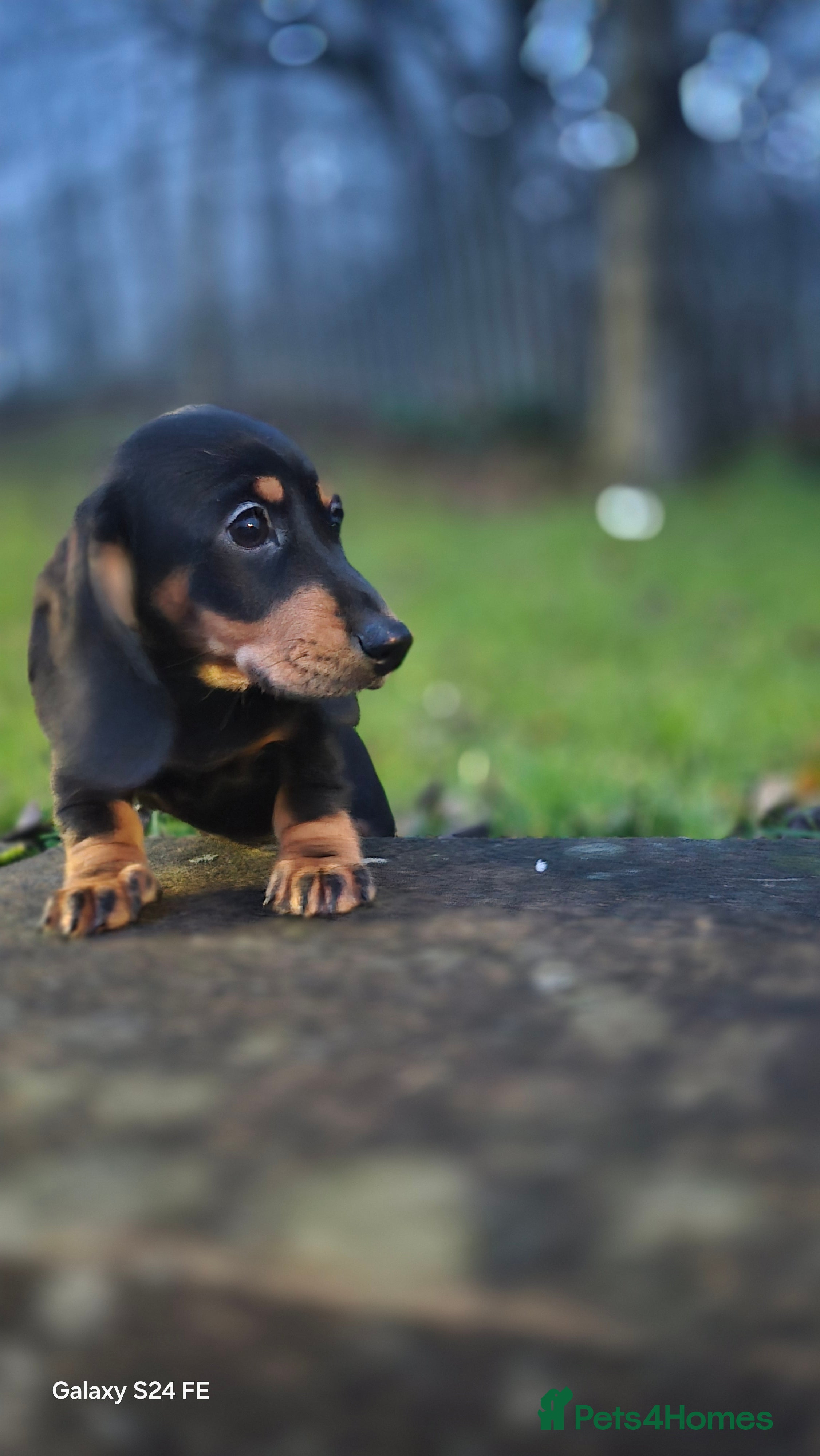 Dachshund dogs miniature dachshund READY  - Advert 4