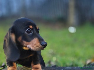 Dachshund dogs minature dachshund READY - Advert 4