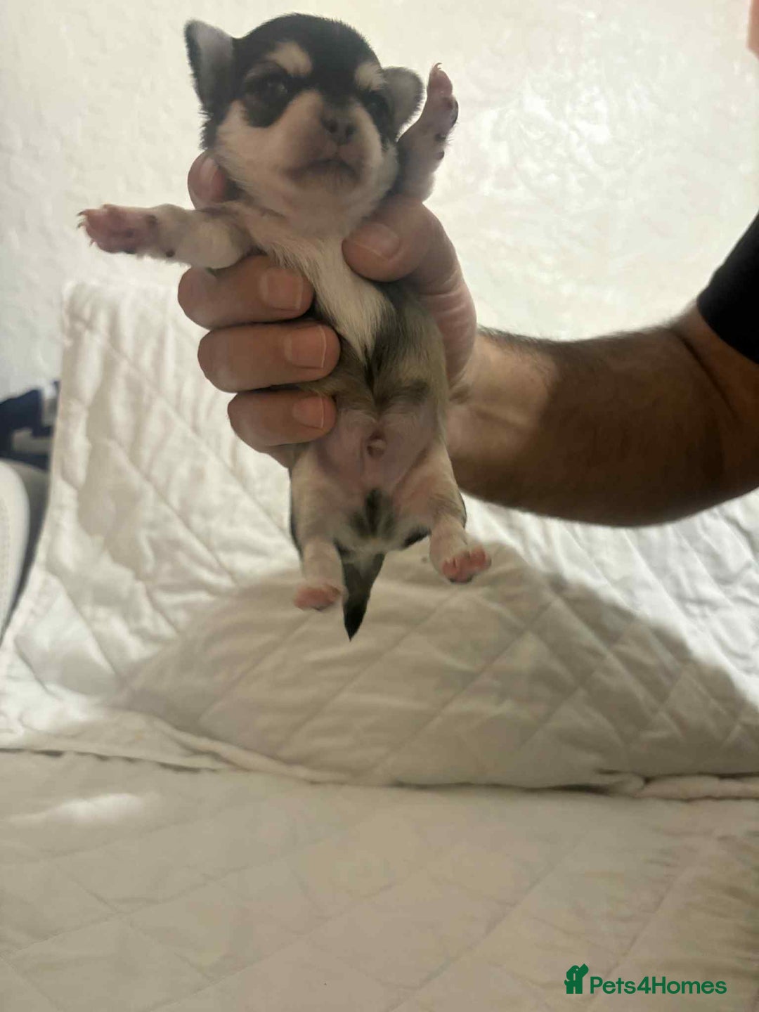 Chihuahua dogs for stud: Chihuahua for stud  - Advert 13