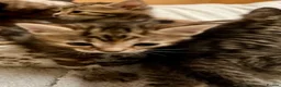 Bengal cats for sale: Glitter Bengal X With Famous References! - Advert 3