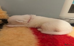 Samoyed dogs for sale: Beautiful Pure Breed Samoyed Puppies - Image 18
