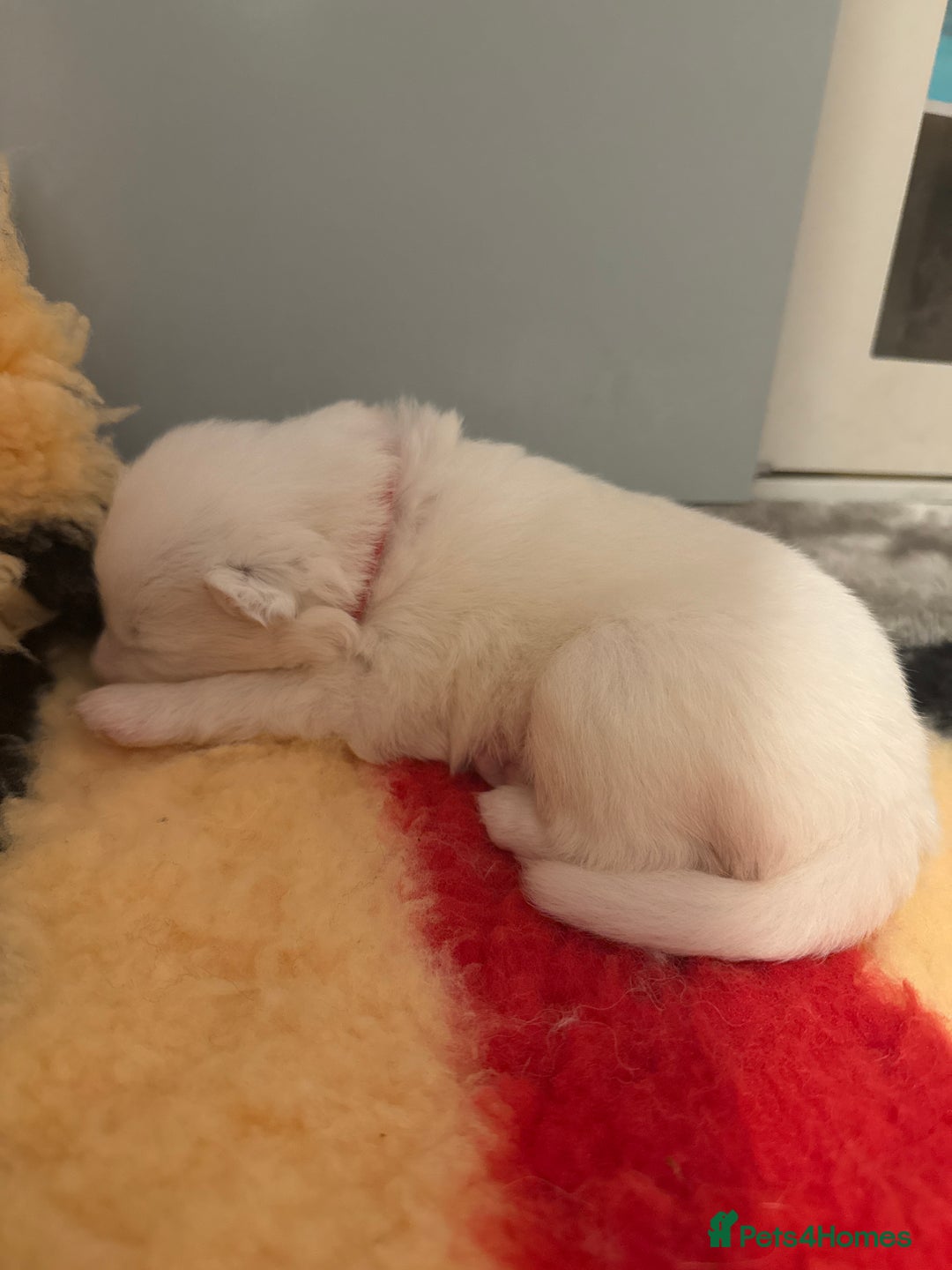 Samoyed dogs for sale: Beautiful Pure Breed Samoyed Puppies - Image 18