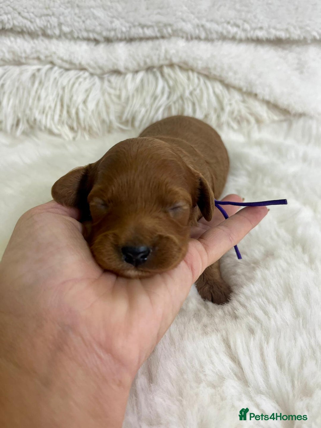 Cavapoo dogs for sale: Top Quality extensively tested F1b Toy cavapoo’s  - Image 10
