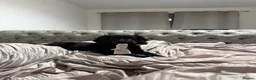 Chiweenie dogs for sale: Cockador puppy - Advert 10