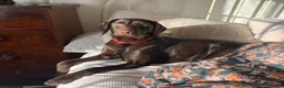 Mixed Breed dogs for sale: BEAUTIFUL LABRADOR X GWP X VIZSLA PUPPIES FOR SALE - Advert 21