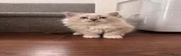 Siberian cats for sale: 🐾 Beautiful Siberian Kittens  2 Boys & 2 Girls 🐾 - Advert 5