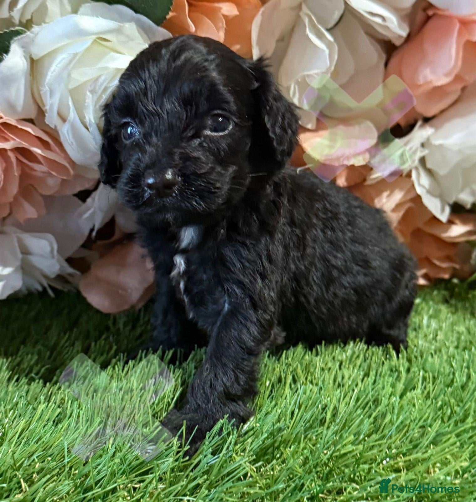 Cockapoo dogs F1 mini Cockapoo’s 30 dna health tested clear  - Advert 2