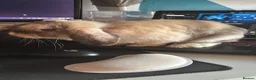 Mini Lop rabbits for sale: Mini lop for sale - cage food and accessories  in Wishaw - Advert 1