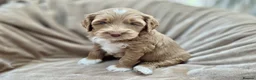 Australian Labradoodle dogs for sale: 100% WALA registered Australian Labradoodles - Advert 2