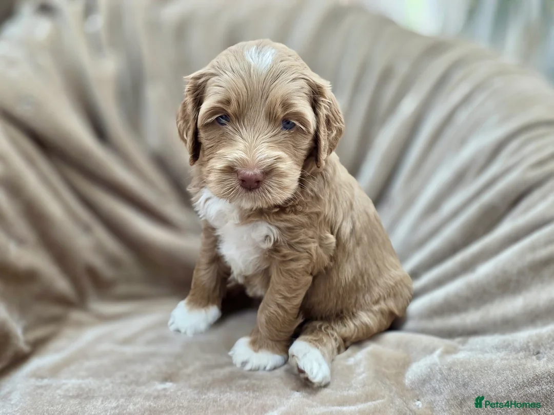 Australian Labradoodle dogs for sale: 100% WALA registered Australian Labradoodles - Advert 2