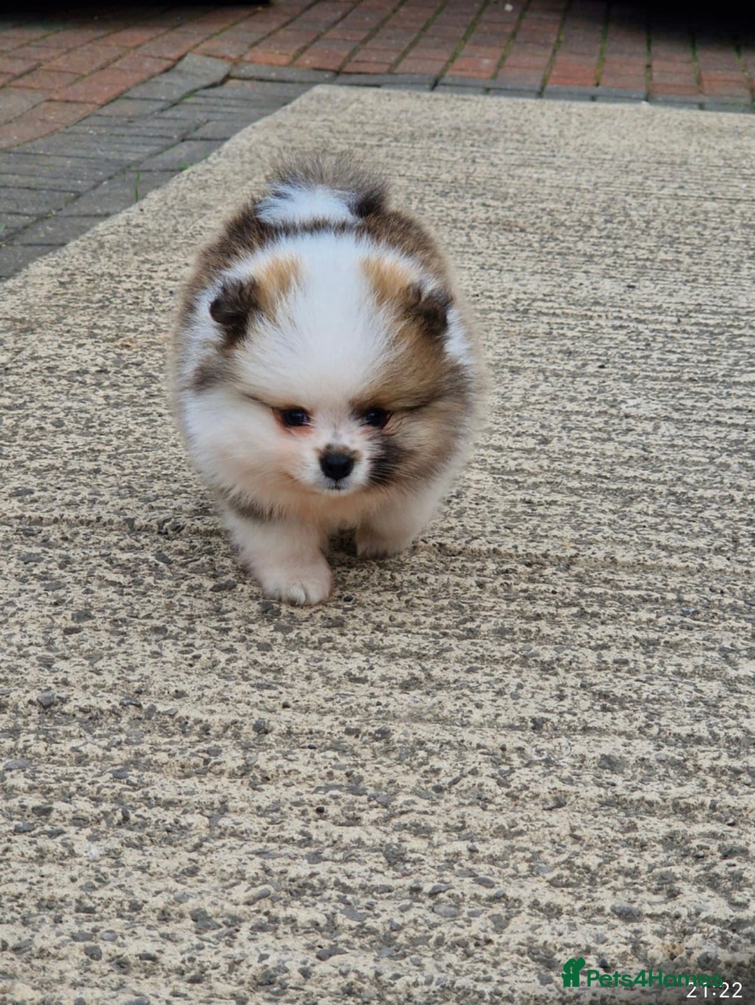 Pomeranian dogs for sale: 1 BOY 1 GIRL POMERANIAN PUPPIES AVAILABLE  - Image 27